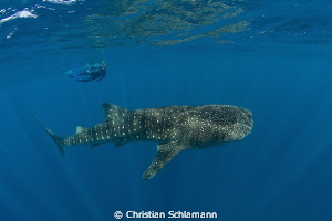 Whale shark at the Silver Banks. by Christian Schlamann 